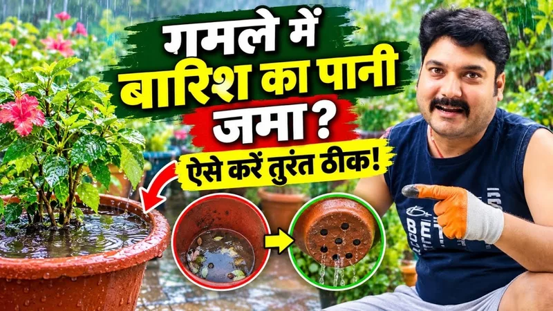 गमले में बारिश का पानी जमा हो गया? पौधे को बचाने का आसान तरीका | Waterlogging in Pots का सही समाधान