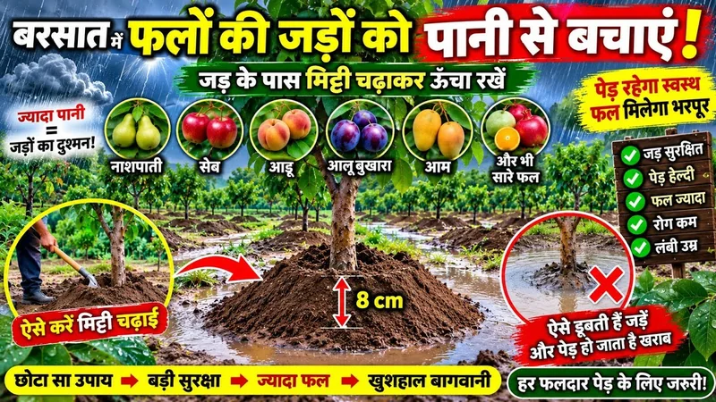 बरसात में फलों के पौधों की जड़ को पानी से कैसे बचाएं? जड़ के पास मिट्टी चढ़ाने का सही तरीका