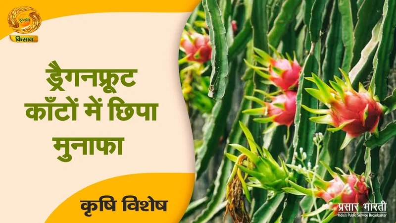 Krishi Vishesh |कृषि विशेष: ड्रैगन फ्रूट के कांटों में छिपा मुनाफा | Dragon Fruit Farming | DD Kisan